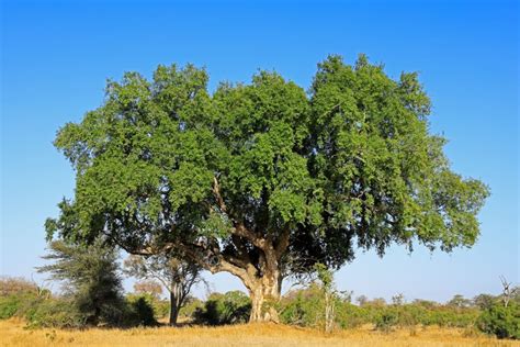 sycamore pronunciation|sycamore fig tree facts.